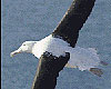 Dunedin Attractions - Royal Albatross