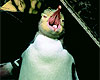 Dunedin Attractions - Yellow-eyed Penguin