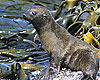 Dunedin Attractions - Seals
