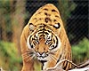 Hamilton Attractions - Hamilton Zoo