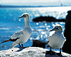 Napier Attractions - Cape Kidnappers