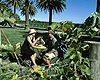 Napier Attractions - Picnicking