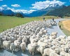 Queenstown Activities - Sheep