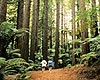 Rotorua Attractions - Whakarewarewa Forest