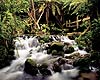 Rotorua Attractions - Rainbow Springs