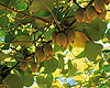 Tauranga Attractions - Gold Kiwifruit