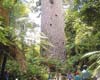 Whangarei Attractions - Tane Mahuta