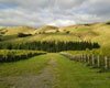 Martinborough Vineyard