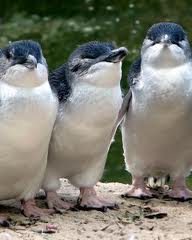 Little Penguin Akaroa