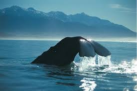 Whale At Kaikoura