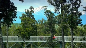 Treetops Walkway