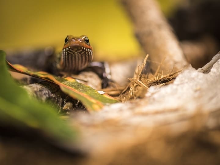 Fire Skink Lepidothyris Fernandi