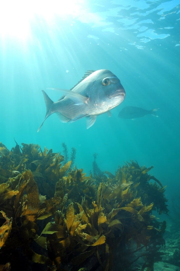 Snapper Swimming Above Kelp In Mathesons Bay