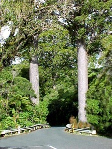 Waipoua Kauri Forest Northland