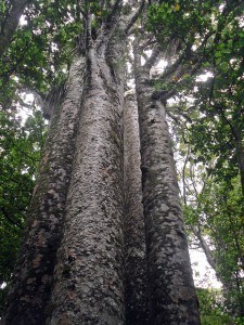 The Four Sisters Kauri Trees