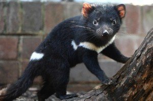 Tasmanian Devil Joey