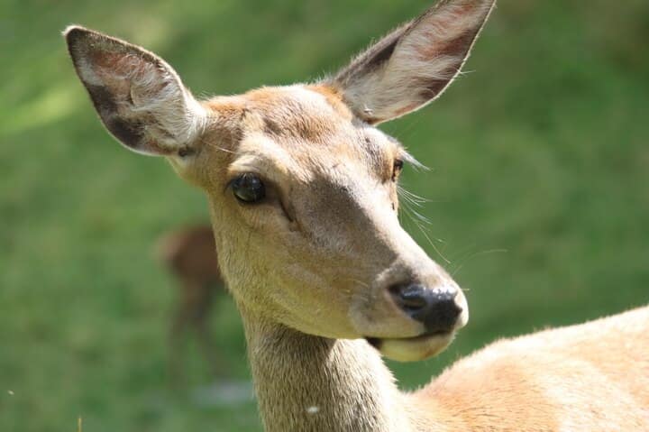 Fallow Deer