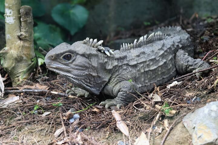 Tuatara