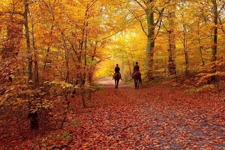 Lord Of The Rings Horse Riding Tour Lord Of The Rings Horse Riding Tour