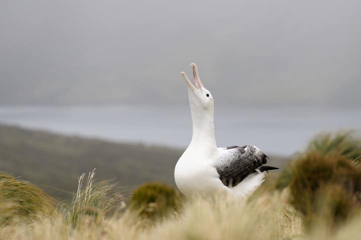 Royal Albatross