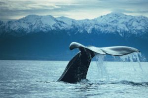 A diving 17m sperm whale.