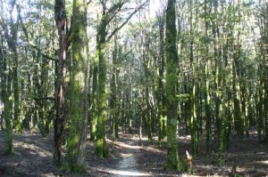 Canaan Downs featured as the creepy Chetwood Forest