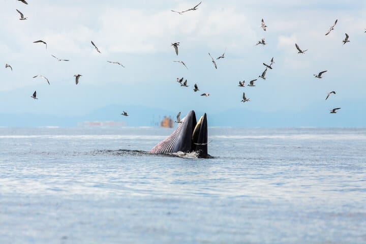 Bryde's Whale