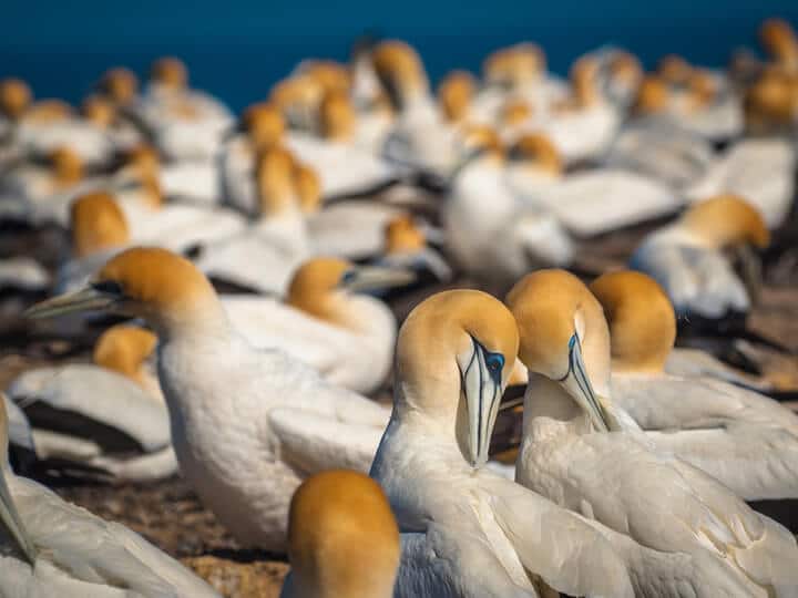 Gannet Colony, New Zealand