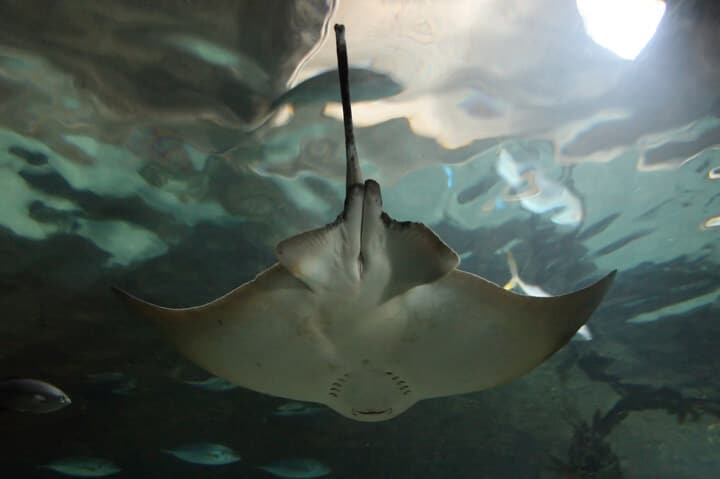 Stingray At Kelly Tarlton's Underwater World