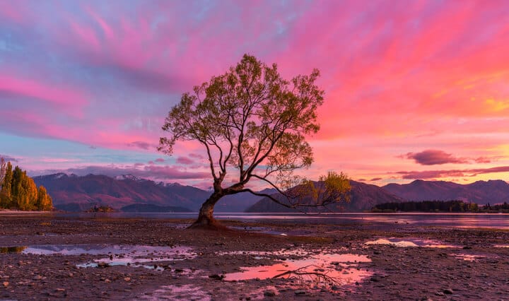 Wanaka Tree Sunrise