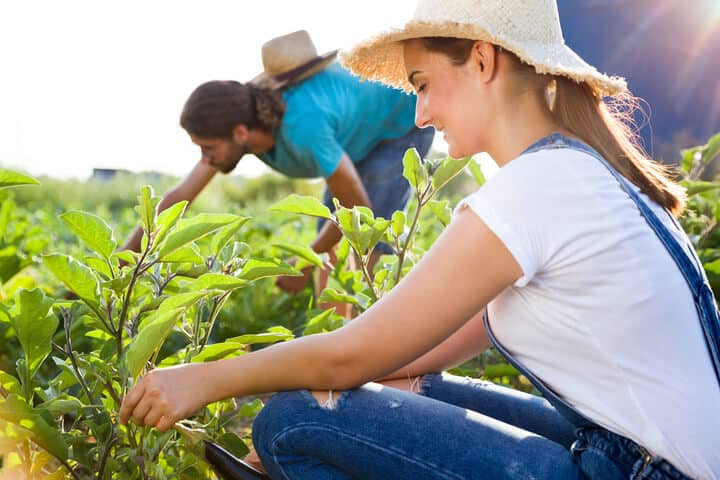 Gathering Crops