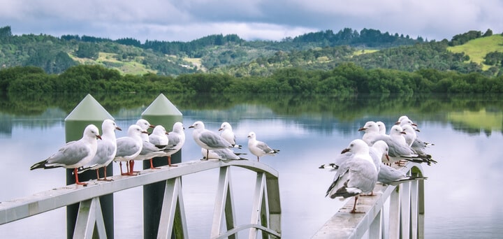 Horeke On Hokianga Harbour