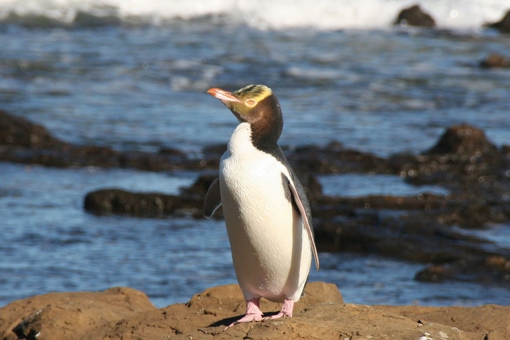 Yellow Eyed Penguins | New Zealand Rent A Car Dunedin