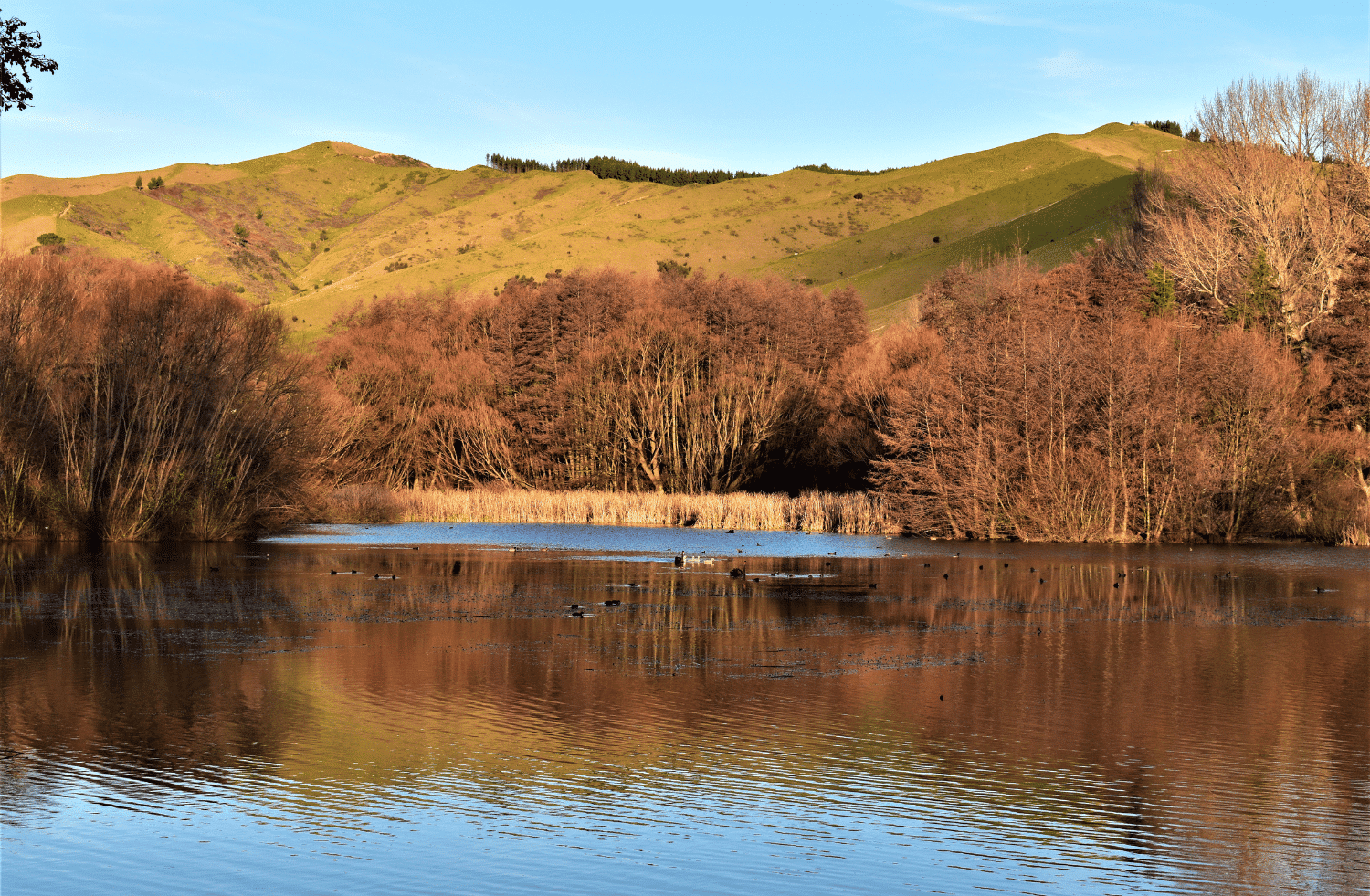 Best Ways to Travel to Marlborough, New Zealand NZ Rent A Car