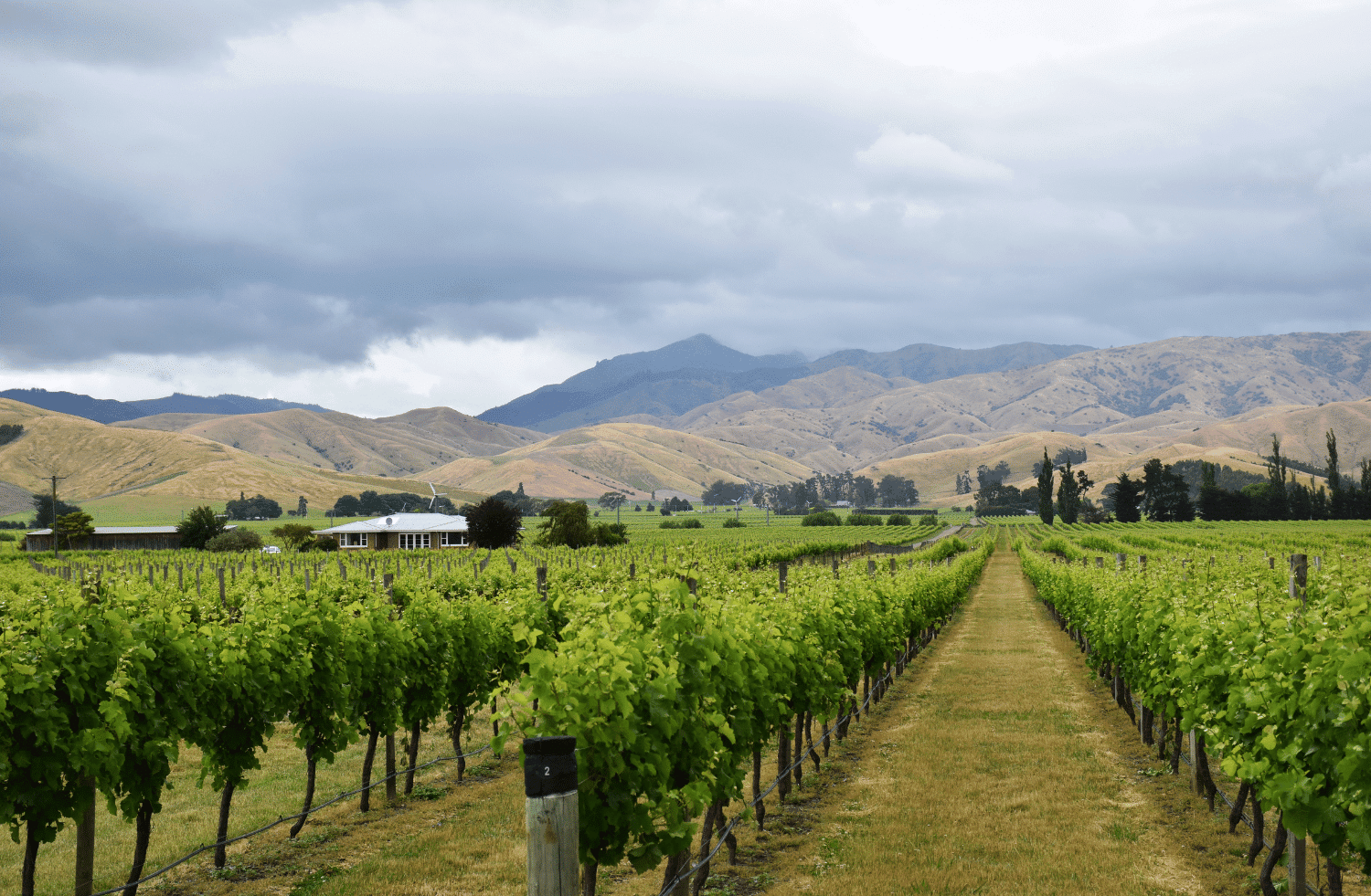 Affordable Family Joy Navigating Blenheim with Airport Car Hire NZ