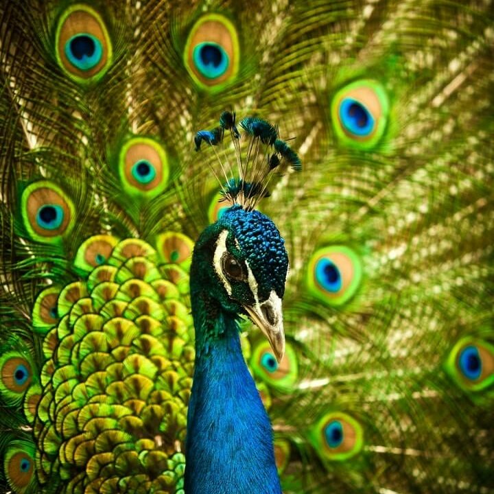 nelson-natureland-peafowl-sm-min