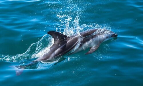 New Zealand Dolphin