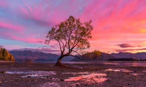 Wanaka Tree Sunrise