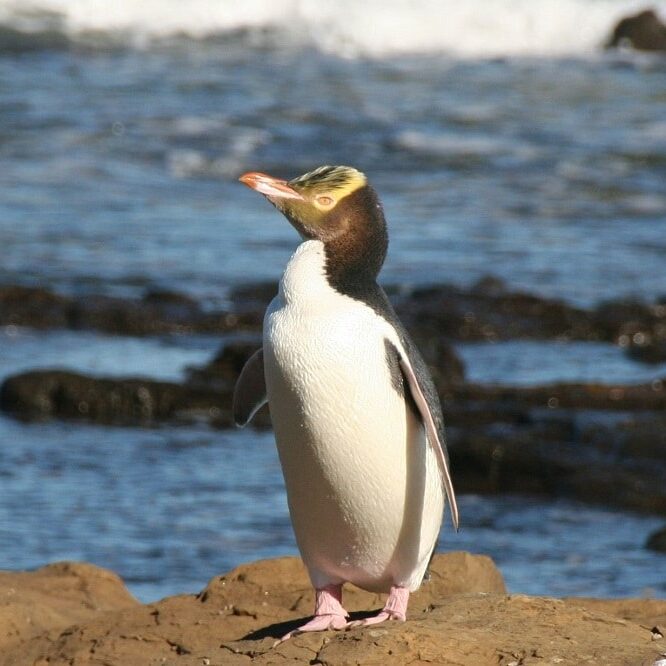 yellow-eyed-penguin-4